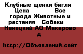 Клубные щенки бигля › Цена ­ 30 000 - Все города Животные и растения » Собаки   . Ненецкий АО,Макарово д.